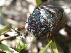 Okanagana occidentalis