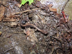 Plethodon shenandoah