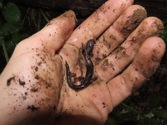 Plethodon shenandoah