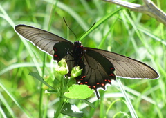 Parides bunichus damocrates