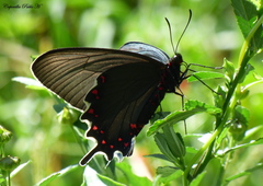 Parides bunichus damocrates