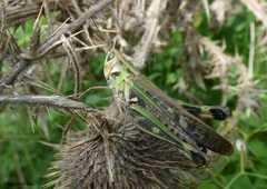 Rhammatocerus pictus