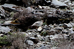 Tetraogallus tibetanus