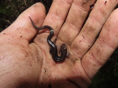 Plethodon shenandoah