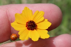 Coreopsis tinctoria