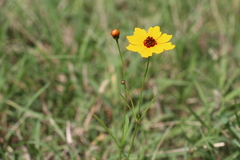 Coreopsis tinctoria