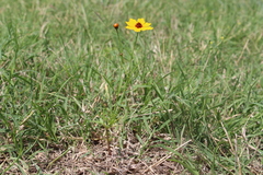 Coreopsis tinctoria