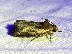 Olethreutes inornatana