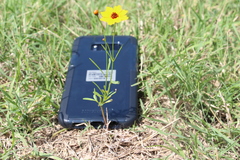Coreopsis tinctoria