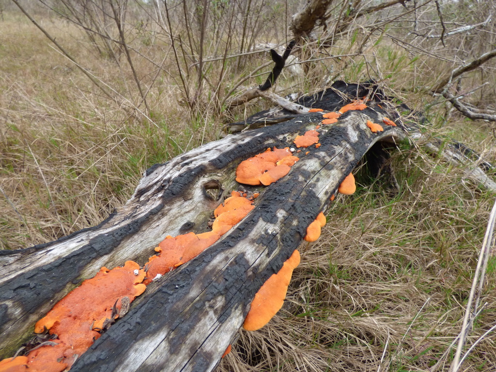 Trametes sanguinea · June 2017 · photo: © pablohcapovilla (iNaturalist, cc-by)