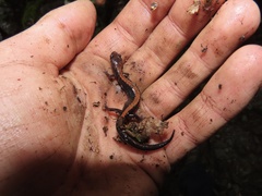 Plethodon shenandoah