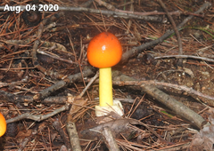 Amanita hemibapha