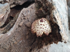 Gymnopilus subpurpuratus