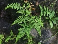 Pityrogramma chrysophylla gabrielae