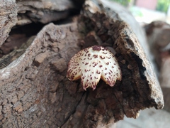 Gymnopilus subpurpuratus