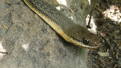 Philodryas nattereri