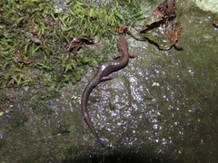 Plethodon shenandoah