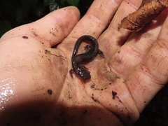 Plethodon shenandoah