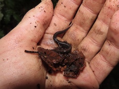 Plethodon shenandoah