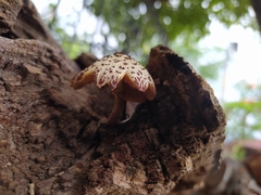 Gymnopilus subpurpuratus