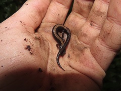 Plethodon shenandoah