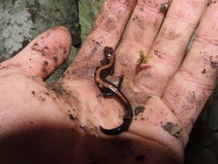 Plethodon shenandoah