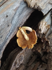 Gymnopilus subpurpuratus