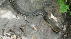 Philodryas nattereri