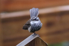 Rhipidura verreauxi verreauxi