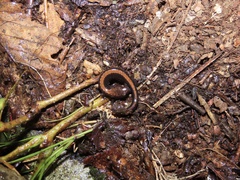 Plethodon shenandoah