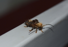 Desmiphora fasciculata