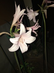 Amaryllis belladonna