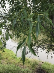 Salix rorida