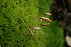 Leptostomum macrocarpum