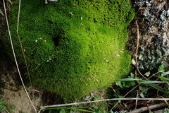 Leptostomum macrocarpum