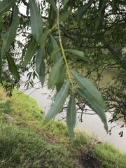 Salix rorida