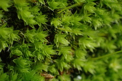 Leptostomum macrocarpum