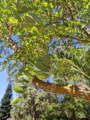 Robinia pseudoacacia