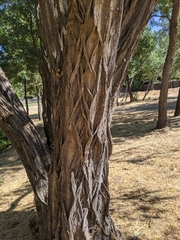 Robinia pseudoacacia