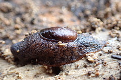 Schizoglossa