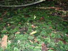 Dendrohypopterygium filiculiforme