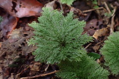 Dendrohypopterygium filiculiforme