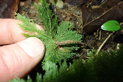 Dendrohypopterygium filiculiforme