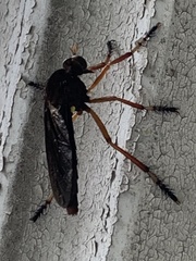 Diogmites platypterus