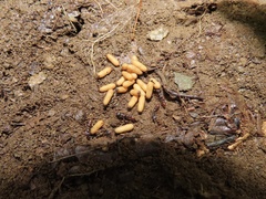 Stigmatomma pallipes