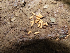 Stigmatomma pallipes