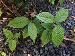Cananga odorata