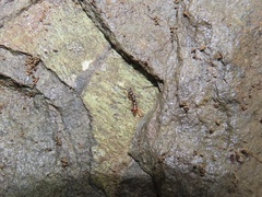 Stigmatomma pallipes