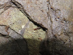 Stigmatomma pallipes