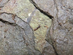 Stigmatomma pallipes